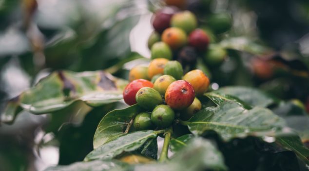 JDE Peet Coffee Tea Sustainable JDE-coffee-tea-sustainable