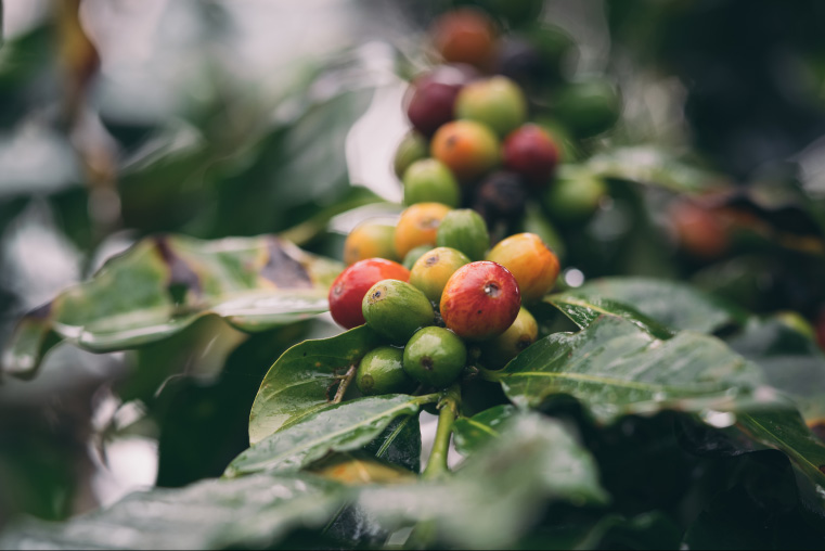 JDE-coffee-tea-sustainable